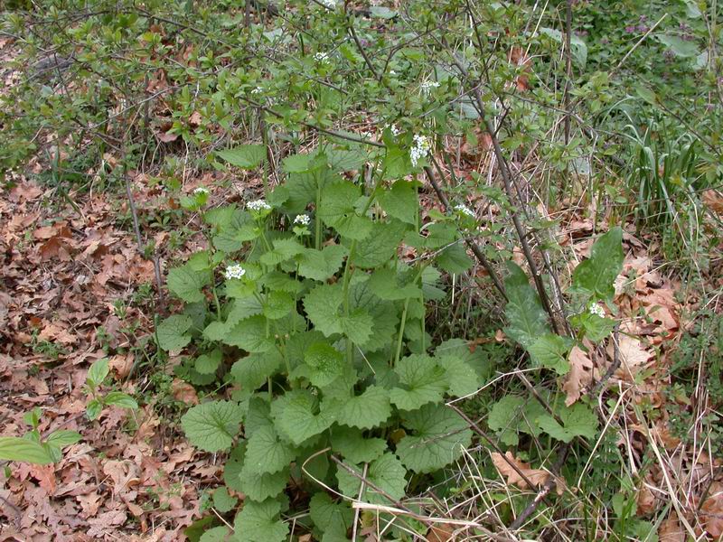 Alliaria petiolata
